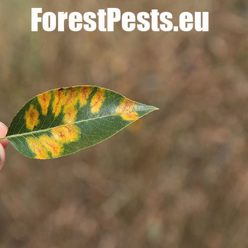 Hrdzavka hru&scaron;kov&aacute;