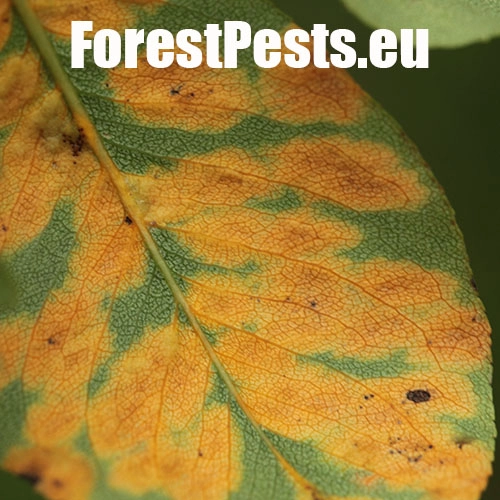 Hrdzavka hru&scaron;kov&aacute;