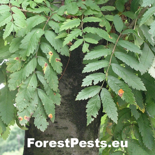 Hrdzavka jarabinov&aacute;