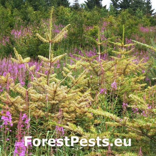 Hrdzovn&iacute;čka vŕbovkov&aacute;