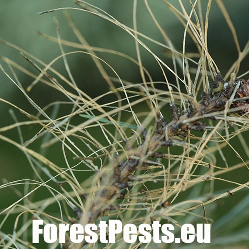 Hreben&aacute;rka borovicov&aacute; 