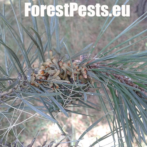 Hreben&aacute;rka borovicov&aacute; 