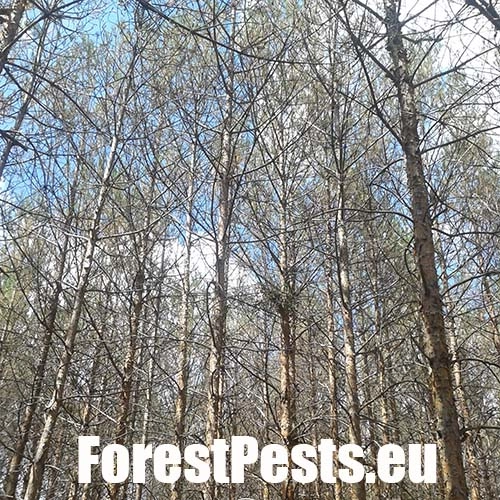 Hreben&aacute;rka borovicov&aacute; 