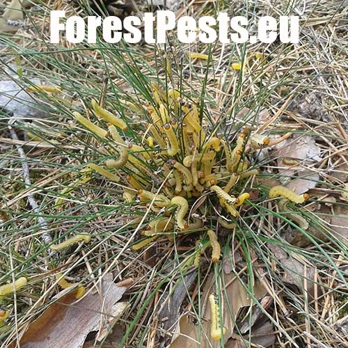 Hreben&aacute;rka borovicov&aacute; 