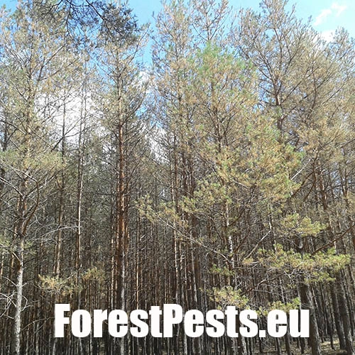 Hreben&aacute;rka borovicov&aacute; 