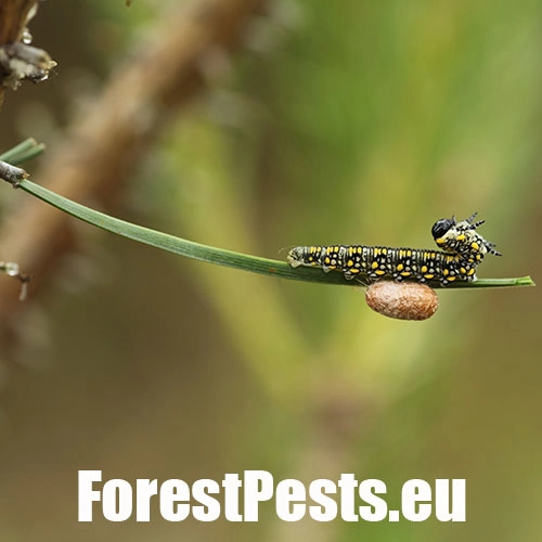 Hreben&aacute;rka Diprion similis