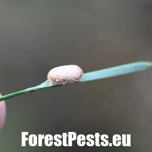 Hreben&aacute;rka Diprion similis