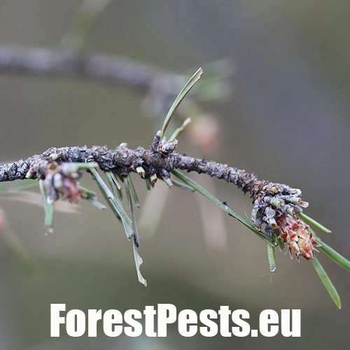 Hreben&aacute;rka Diprion similis