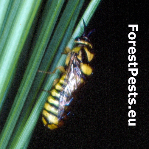 Hreben&aacute;rka Gilpinia virens