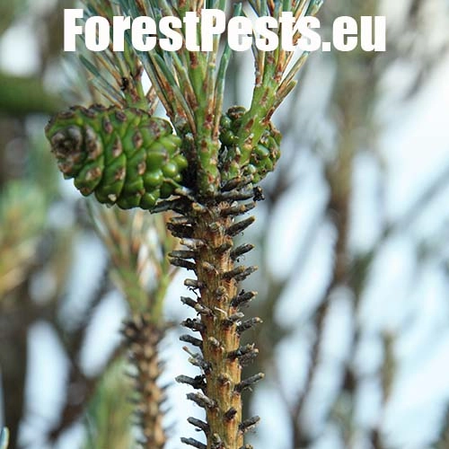 Hreben&aacute;rka hrdzav&aacute; 