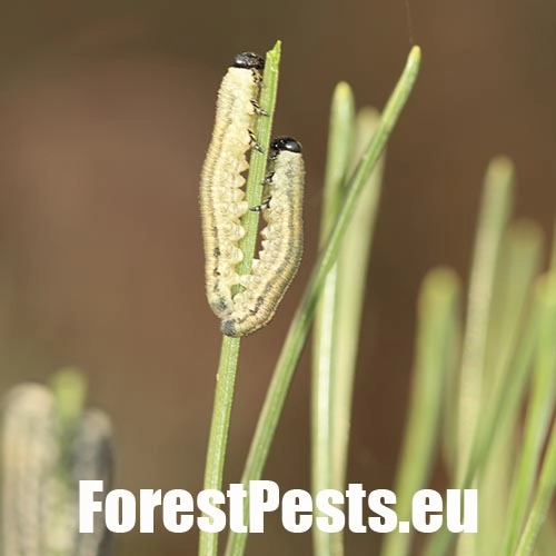 Hreben&aacute;rka hrdzav&aacute; 