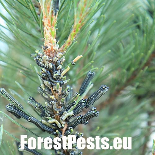 Hreben&aacute;rka hrdzav&aacute; 