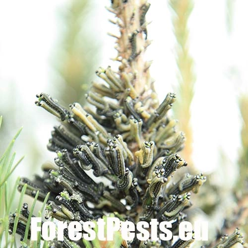 Hreben&aacute;rka hrdzav&aacute; 