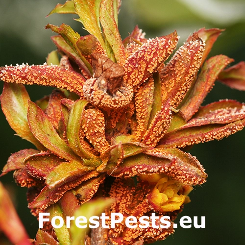 Hrzda tr&aacute;vov&aacute;