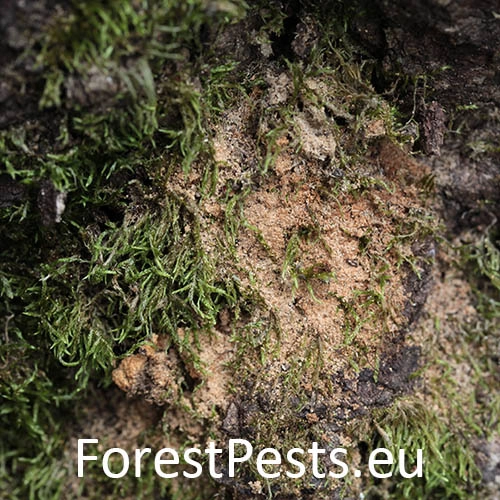 Jadrohlod dubov&yacute;