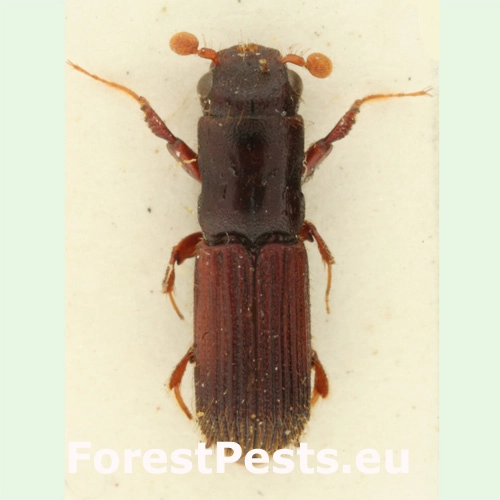 Jadrohlod dubov&yacute;