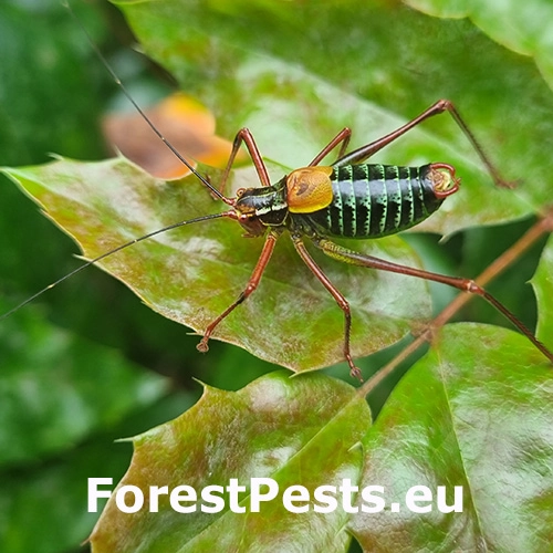 Kobylka stromov&aacute;