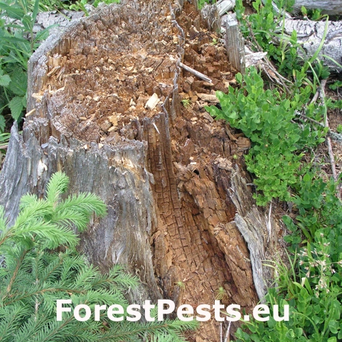 Koreňovka vrstevnat&aacute;