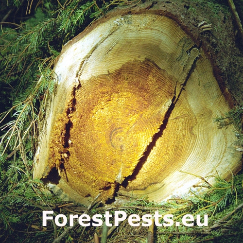 Koreňovka vrstevnat&aacute;