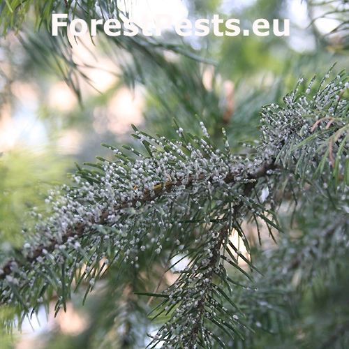 K&ocirc;rovnica duglaskov&aacute;