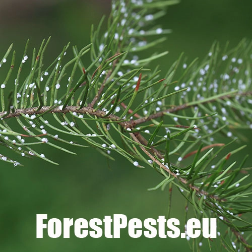 K&ocirc;rovnica duglaskov&aacute;