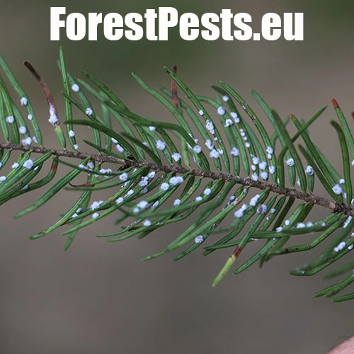 K&ocirc;rovnica duglaskov&aacute;