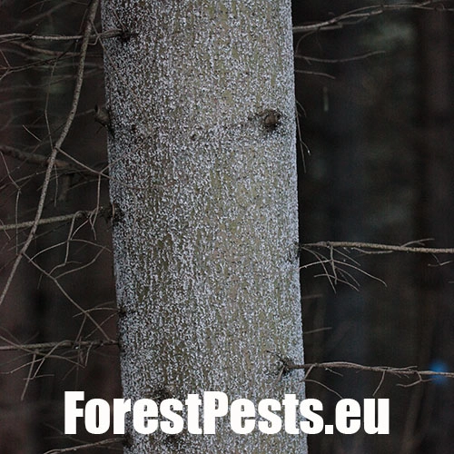 K&ocirc;rovnica jedľov&aacute; 