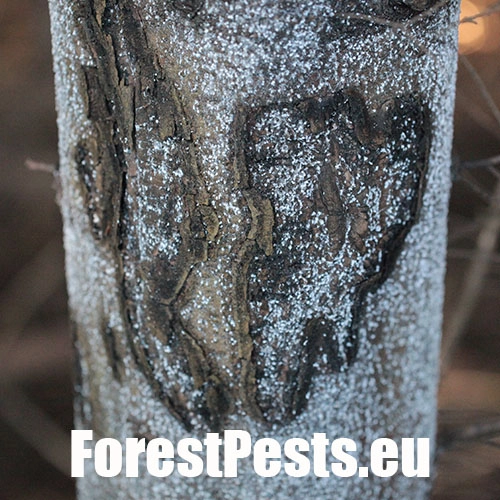 K&ocirc;rovnica jedľov&aacute; 