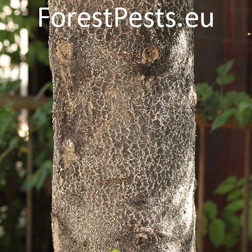 K&ocirc;rovnica jedľov&aacute; 