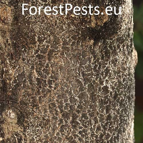 K&ocirc;rovnica jedľov&aacute; 