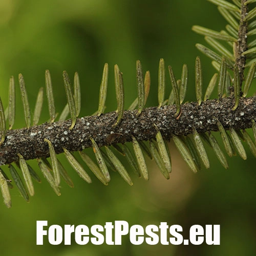 K&ocirc;rovnica kaukazsk&aacute;