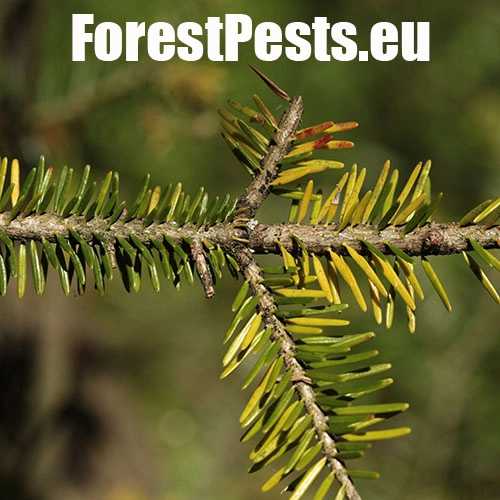 K&ocirc;rovnica kaukazsk&aacute;