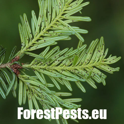 K&ocirc;rovnica kaukazsk&aacute;