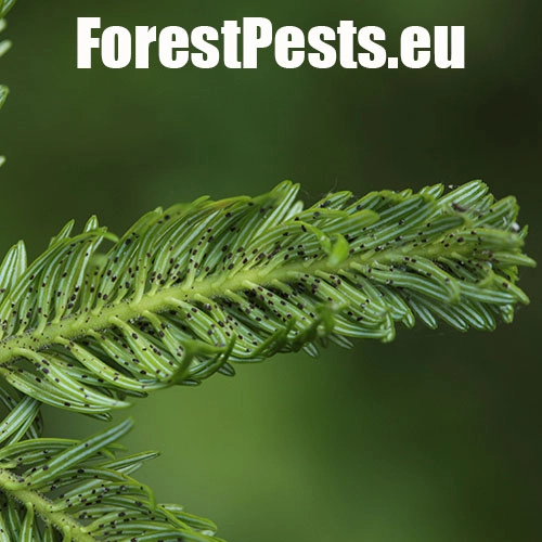 K&ocirc;rovnica kaukazsk&aacute;