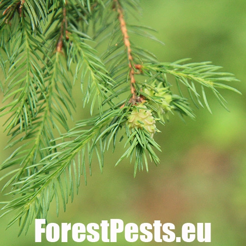 K&ocirc;rovnica smrekovcov&aacute;