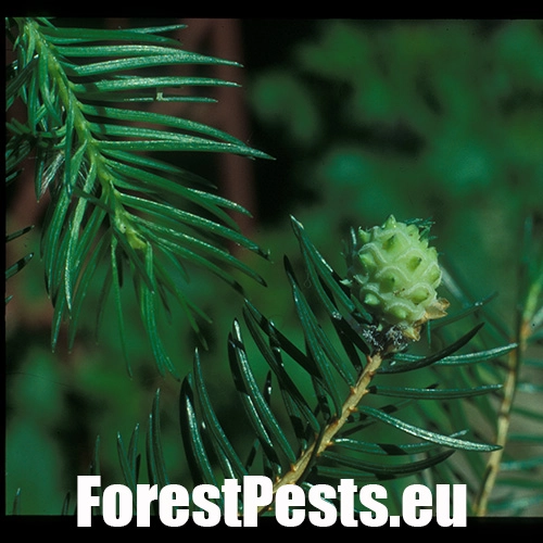 K&ocirc;rovnica smrekovcov&aacute;