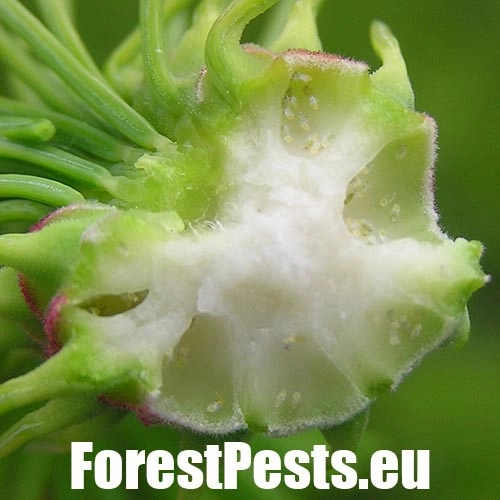 K&ocirc;rovnica zelen&aacute;