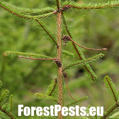 K&ocirc;rovnica zelen&aacute;