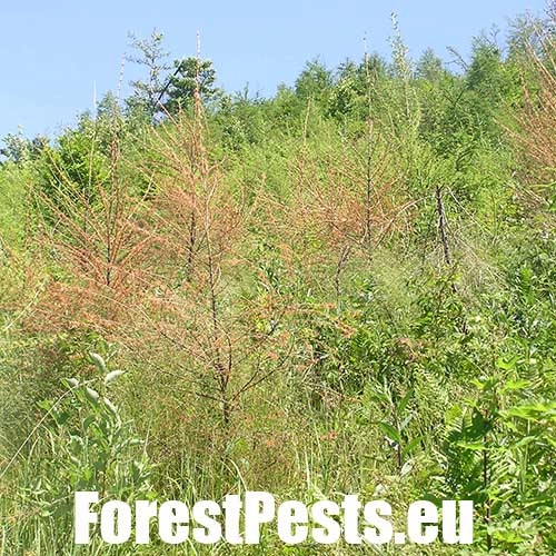 K&ocirc;rovnica zelen&aacute;