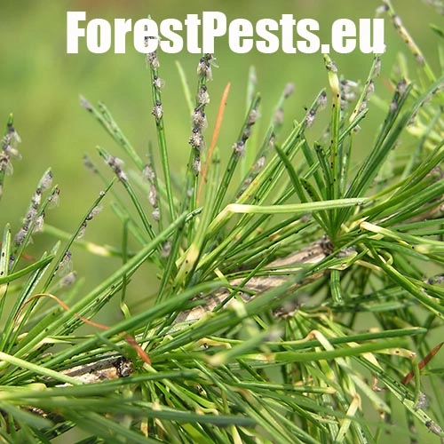 K&ocirc;rovnica zelen&aacute;