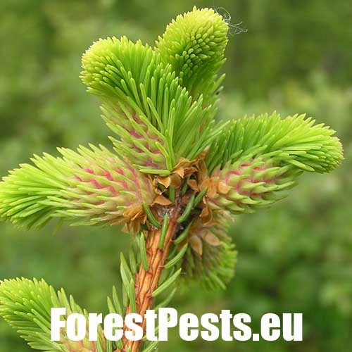 K&ocirc;rovnica zelen&aacute;