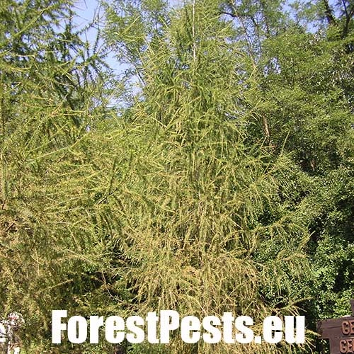 K&ocirc;rovnica zelen&aacute;