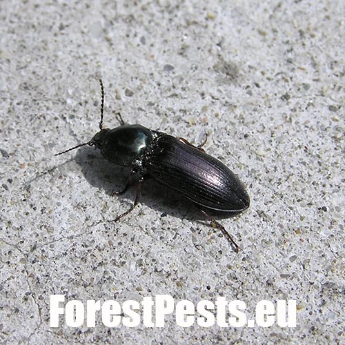 Kov&aacute;čikovit&eacute; Elateridae