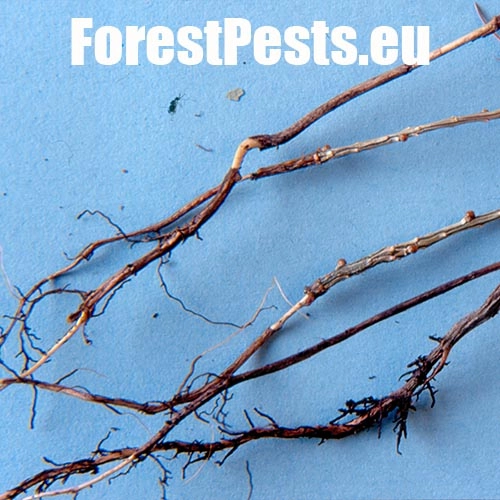 Kov&aacute;čikovit&eacute; Elateridae