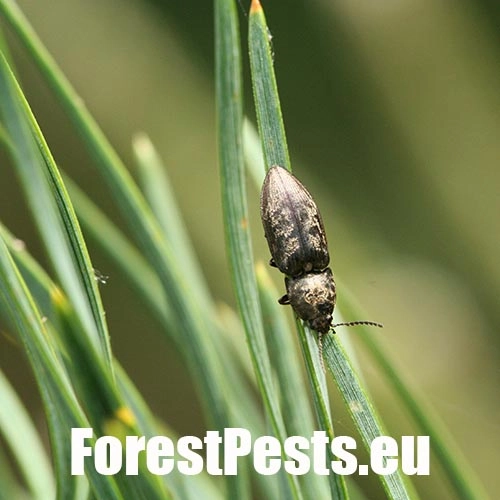 Kov&aacute;čikovit&eacute; Elateridae