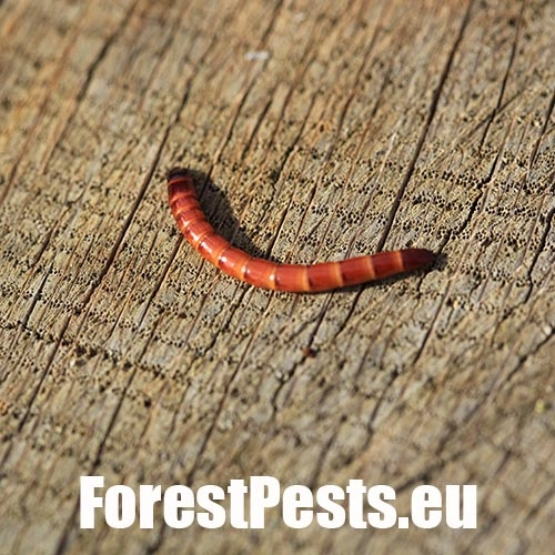 Kov&aacute;čikovit&eacute; Elateridae