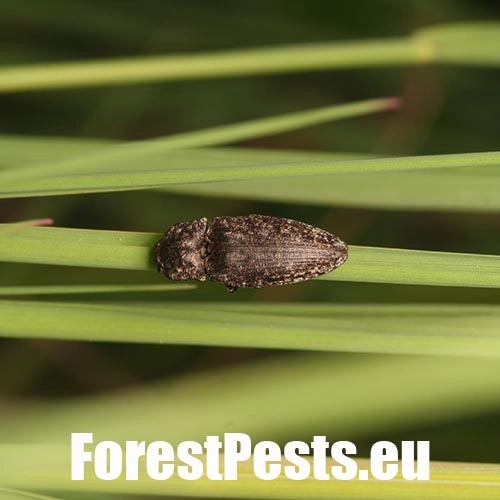 Kov&aacute;čikovit&eacute; Elateridae