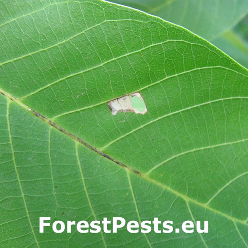 Kovovn&iacute;ček orechov&yacute;