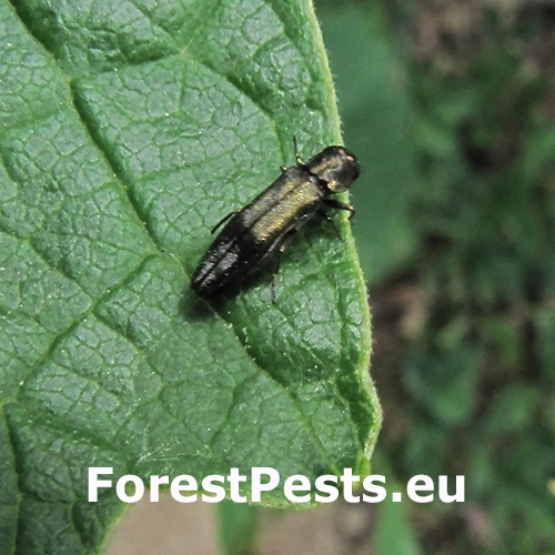 Krasoň Agrilus derasofasciatus