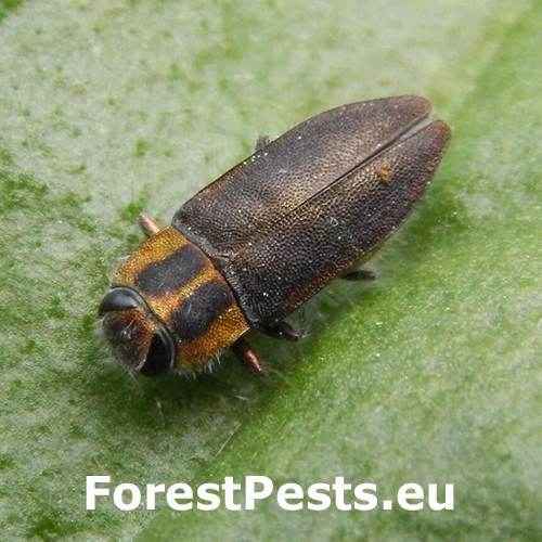 Krasoň Anthaxia manca